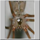 Pholcus phalangioides - Grosse Zitterspinne 03 9mm.jpg